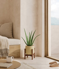 Load image into Gallery viewer, Almond Green stand:walnut
