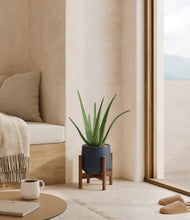 Load image into Gallery viewer, Deep Navy stand:walnut
