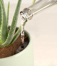 Load image into Gallery viewer, Turquoise stand:all
