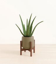 Load image into Gallery viewer, Olive stand:walnut
