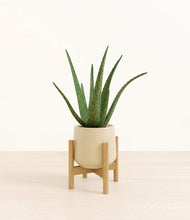 Load image into Gallery viewer, Almond Green stand:bamboo
