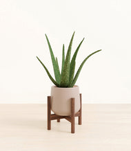 Load image into Gallery viewer, Eternal Gray stand:walnut
