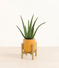 Load image into Gallery viewer, Mustard stand:bamboo
