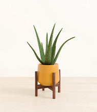 Load image into Gallery viewer, Mustard stand:walnut
