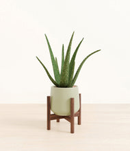 Load image into Gallery viewer, Turquoise stand:walnut
