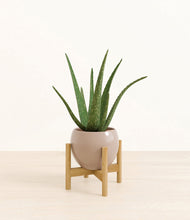 Load image into Gallery viewer, Desert Brown stand:bamboo
