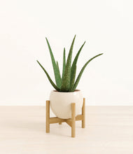 Load image into Gallery viewer, Shiny EggWhite stand:bamboo
