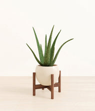 Load image into Gallery viewer, Shiny EggWhite stand:walnut
