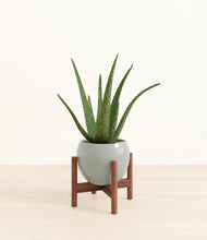 Load image into Gallery viewer, Deep Ocean stand:walnut
