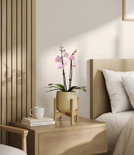 Load image into Gallery viewer, Almond Green stand:bamboo
