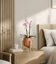 Load image into Gallery viewer, Calm Rose stand:bamboo
