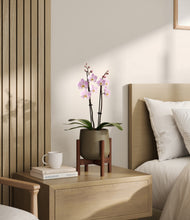 Load image into Gallery viewer, Olive stand:walnut
