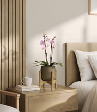 Load image into Gallery viewer, Olive stand:bamboo
