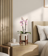 Load image into Gallery viewer, Cotton White stand:walnut
