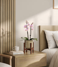 Load image into Gallery viewer, Sage Green stand:walnut
