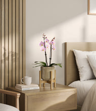 Load image into Gallery viewer, Sage Green stand:bamboo
