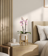 Load image into Gallery viewer, Snowdrift White stand:bamboo
