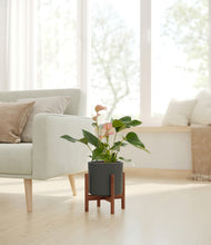 Load image into Gallery viewer, Dark Olive stand:walnut
