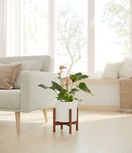 Load image into Gallery viewer, White stand:walnut
