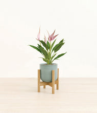 Load image into Gallery viewer, Reactive Aqua stand:bamboo

