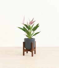 Load image into Gallery viewer, Iron Gray stand:walnut
