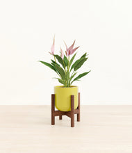 Load image into Gallery viewer, Key Lime Yellow stand:walnut
