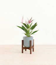 Load image into Gallery viewer, Misty Blue stand:walnut
