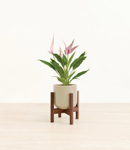 Load image into Gallery viewer, Sage Green stand:walnut
