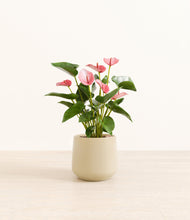 Load image into Gallery viewer, Almond Green*****Profile
