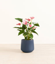 Load image into Gallery viewer, Deep Navy*****Profile
