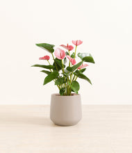 Load image into Gallery viewer, Eternal Gray*****Profile
