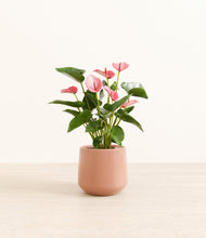 Load image into Gallery viewer, Calm Rose*****Profile
