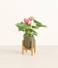 Load image into Gallery viewer, Olive stand:bamboo
