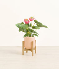 Load image into Gallery viewer, Gentle Pink stand:bamboo
