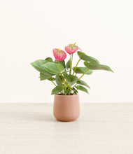 Load image into Gallery viewer, Calm Rose*****Profile
