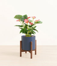 Load image into Gallery viewer, Deep Navy stand:walnut
