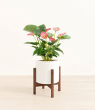 Load image into Gallery viewer, White stand:walnut
