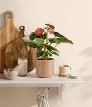 Load image into Gallery viewer, Glossy Pink
