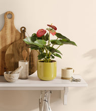 Load image into Gallery viewer, Key Lime Yellow
