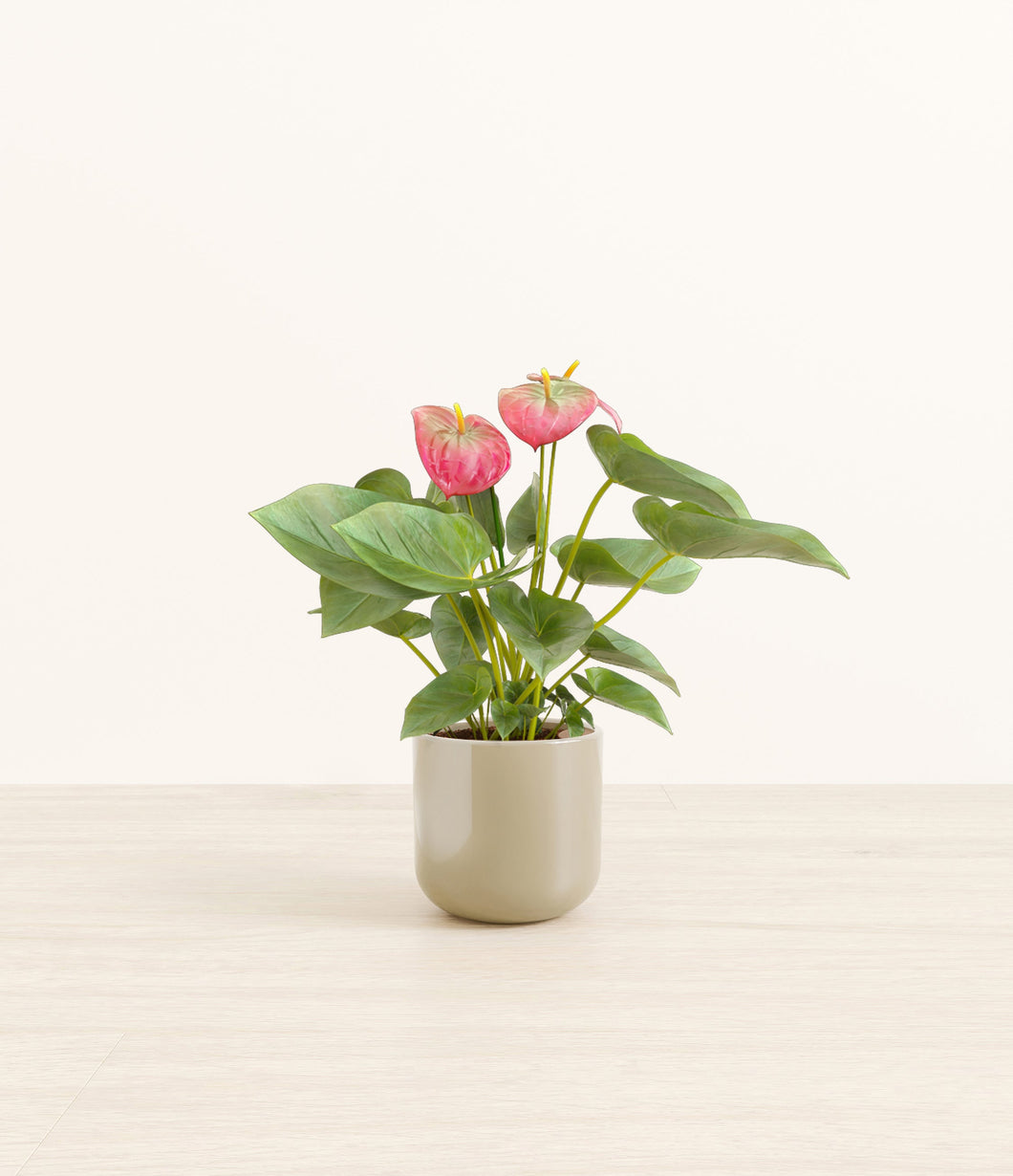 Sage Green*****Profile