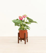 Load image into Gallery viewer, Glossy Red stand:walnut
