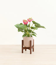 Load image into Gallery viewer, Sandy Pink stand:walnut
