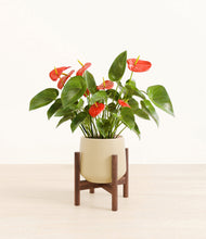 Load image into Gallery viewer, Almond Green stand:walnut
