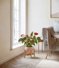 Load image into Gallery viewer, Calm Rose stand:bamboo
