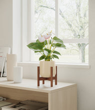 Load image into Gallery viewer, Almond Green stand:walnut
