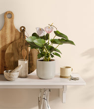 Load image into Gallery viewer, Cotton White
