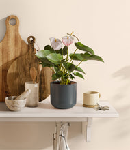 Load image into Gallery viewer, Iron Gray
