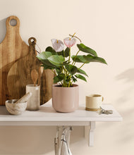 Load image into Gallery viewer, Sandy Pink
