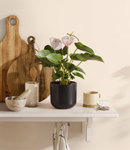 Load image into Gallery viewer, Stone Black
