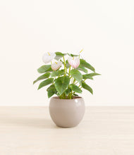 Load image into Gallery viewer, Desert Brown*****Profile
